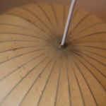 cocoon-5